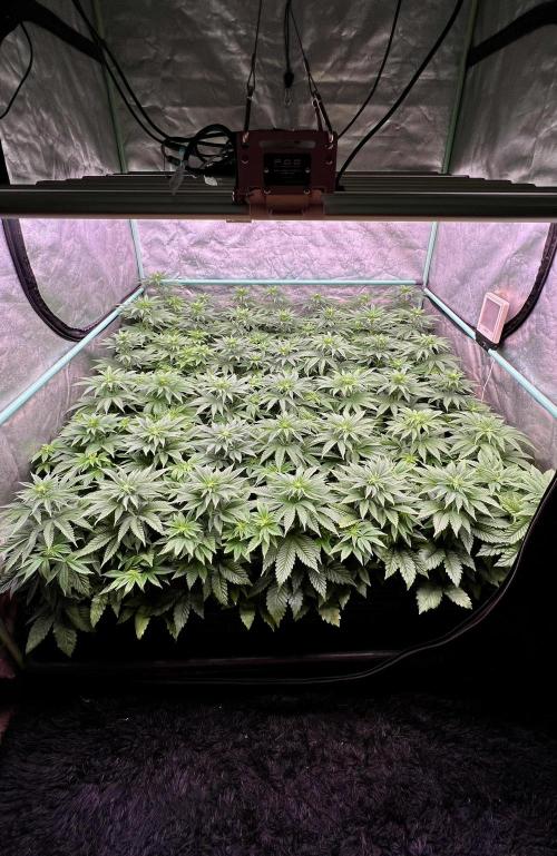 Gorilla Runtz. Week 5