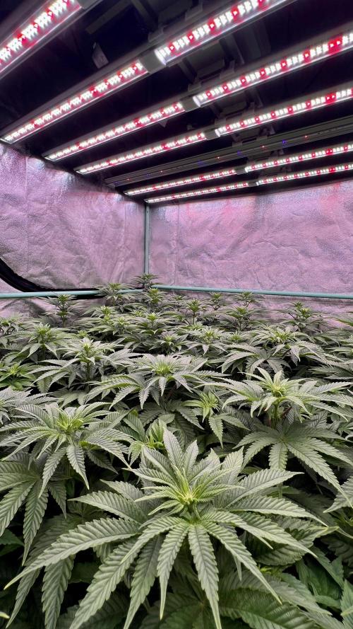 Gorilla Runtz. Week 5