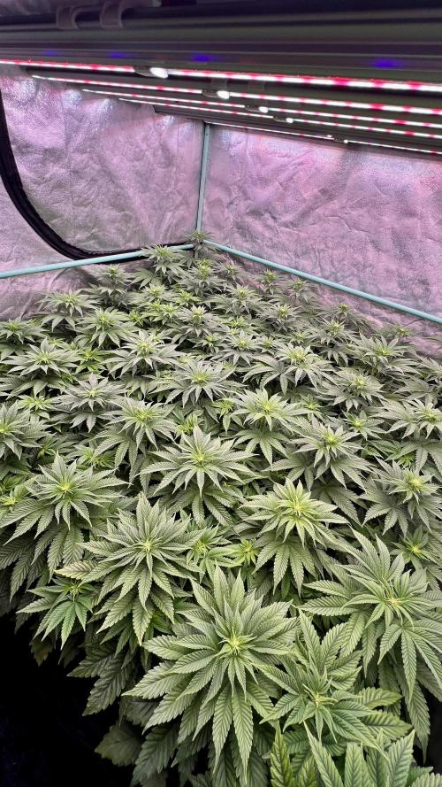 Gorilla Runtz. Week 5