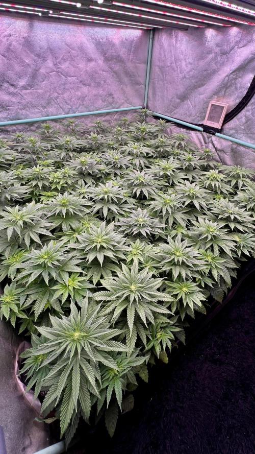 Gorilla Runtz. Week 5