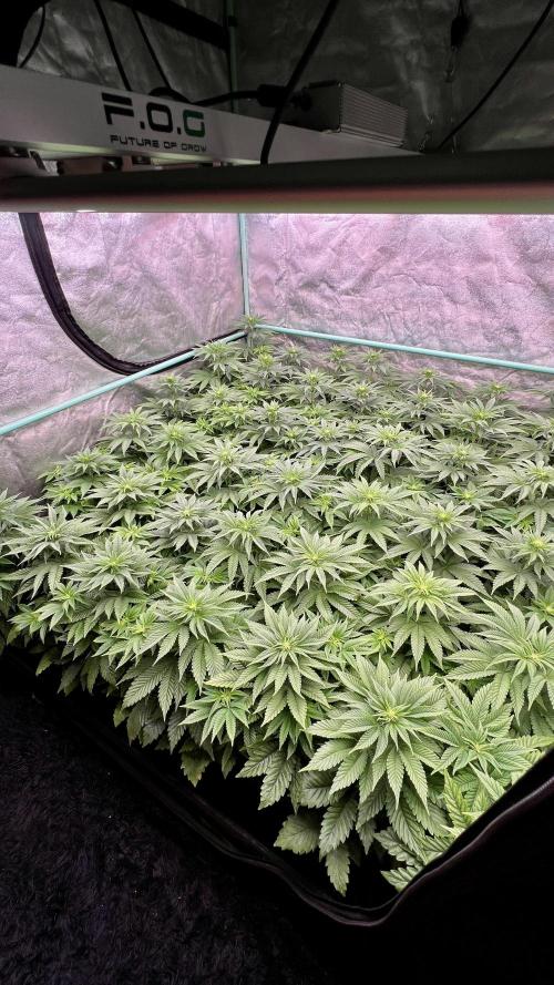 Gorilla Runtz. Week 5