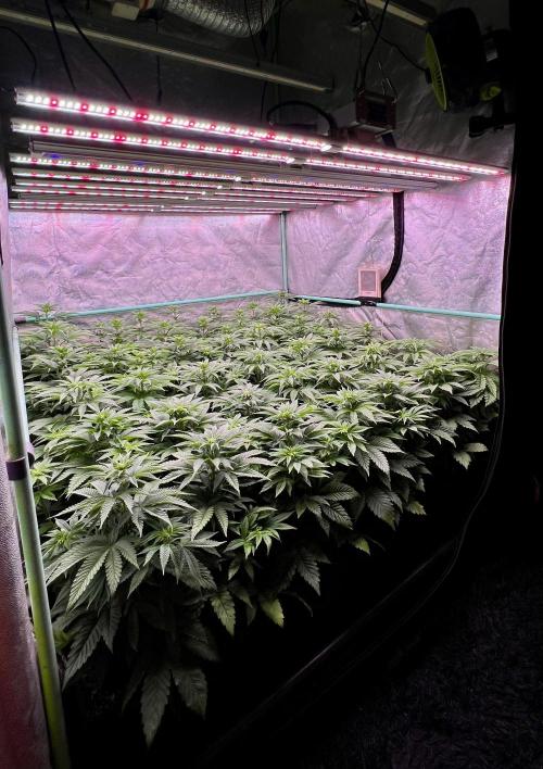 Gorilla Runtz. Week 5