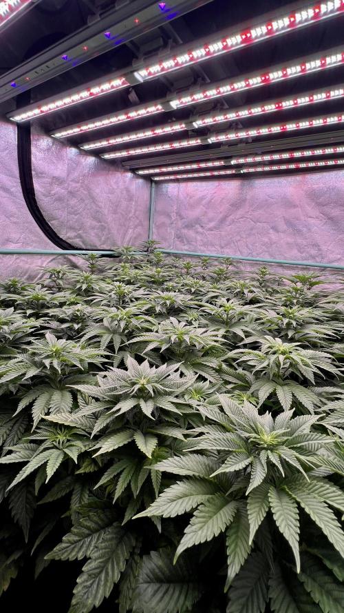 Gorilla Runtz. Week 5