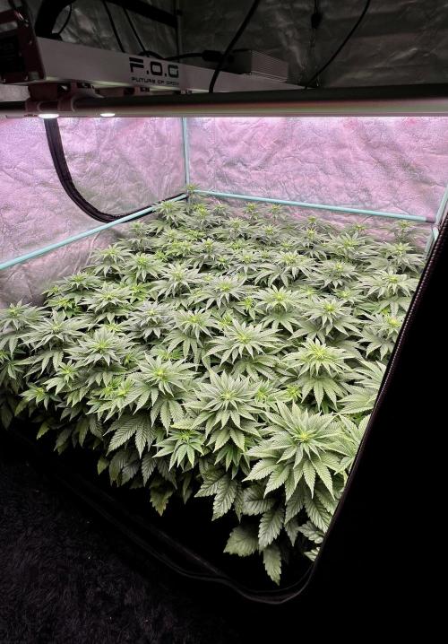 Gorilla Runtz. Week 5