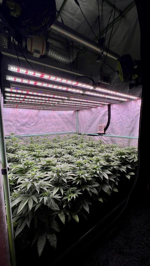 Gorilla Runtz. Week 5