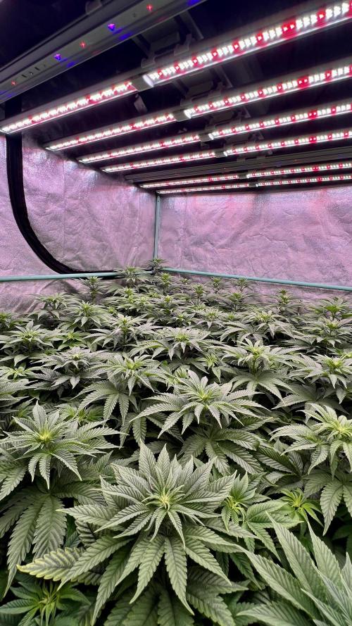 Gorilla Runtz. Week 5