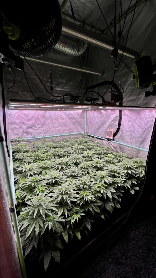 Gorilla Runtz. Week 5