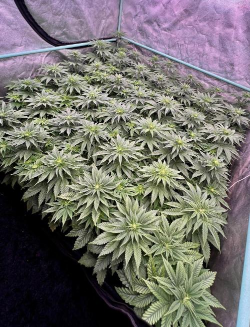 Gorilla Runtz. Week 5
