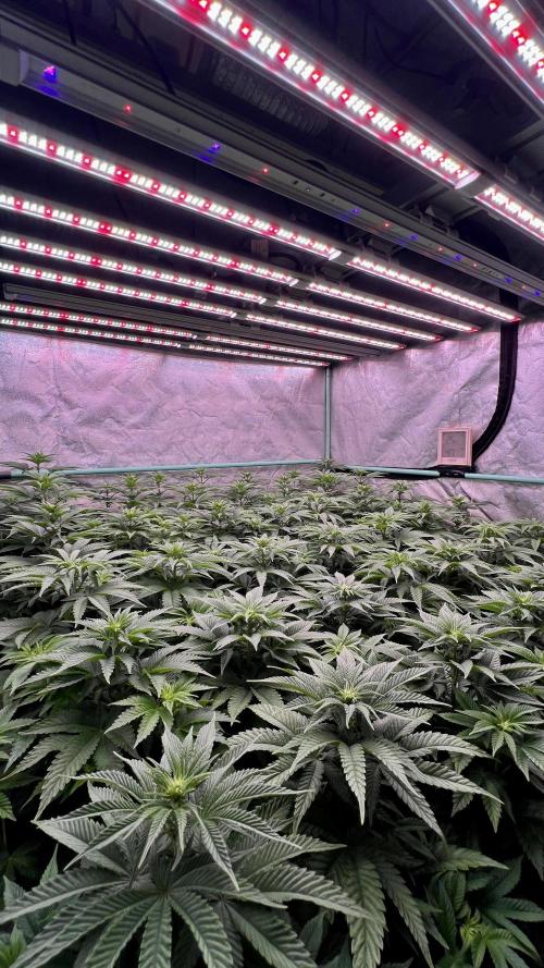 Gorilla Runtz. Week 5