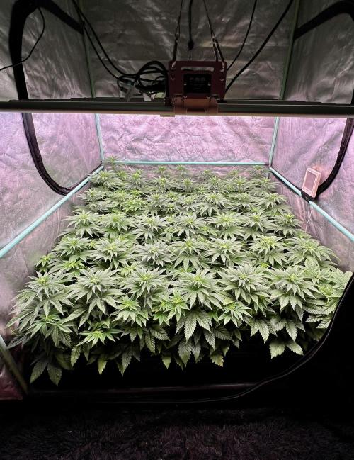 Gorilla Runtz. Week 5