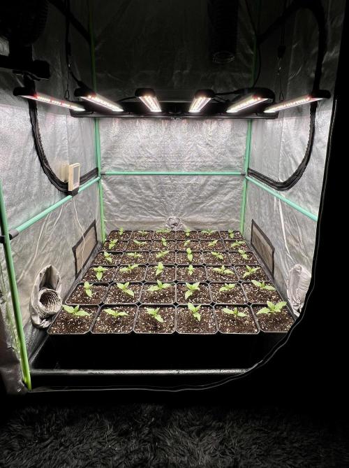 Gold Bar Kush. Week 1