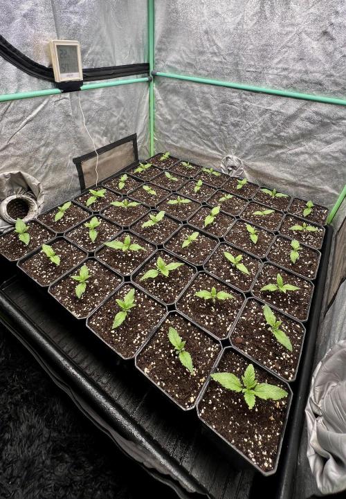 Gold Bar Kush. Week 1