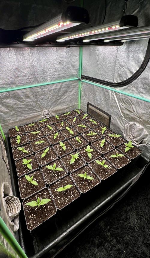 Gold Bar Kush. Week 1