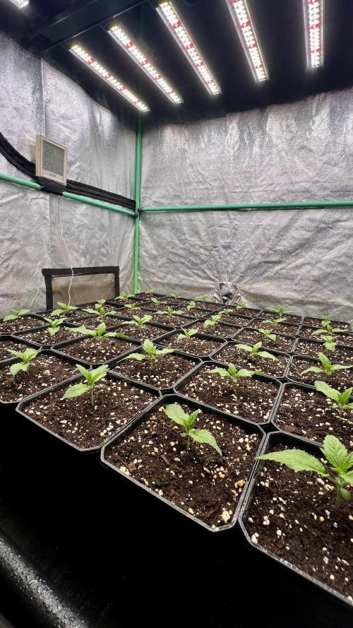 Gold Bar Kush. Week 1