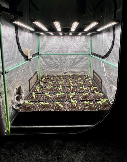 Gold Bar Kush. Week 1