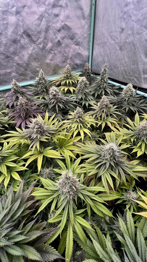 Apple Fritter. Week 10