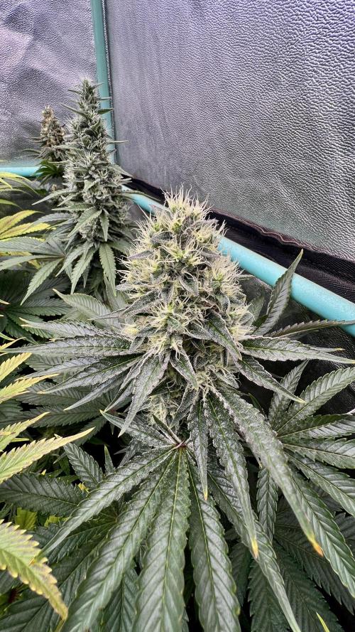 Apple Fritter. Week 10