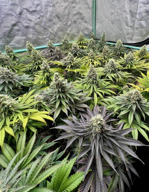 Apple Fritter. Week 10