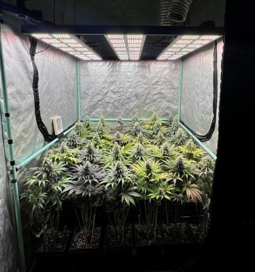 Apple Fritter. Week 10