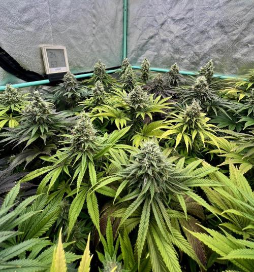 Apple Fritter. Week 10