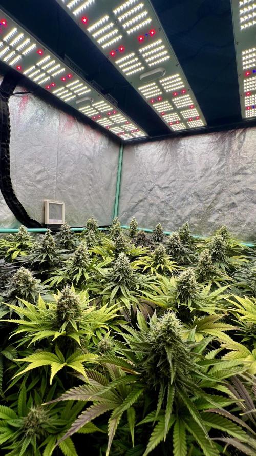 Apple Fritter. Week 10