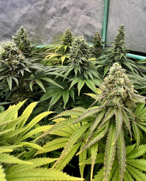 Apple Fritter. Week 10