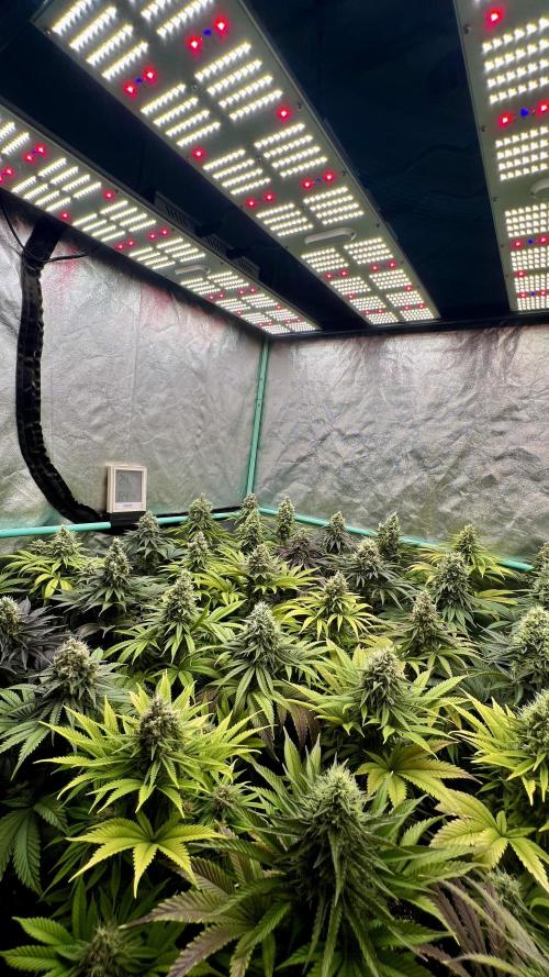 Apple Fritter. Week 10