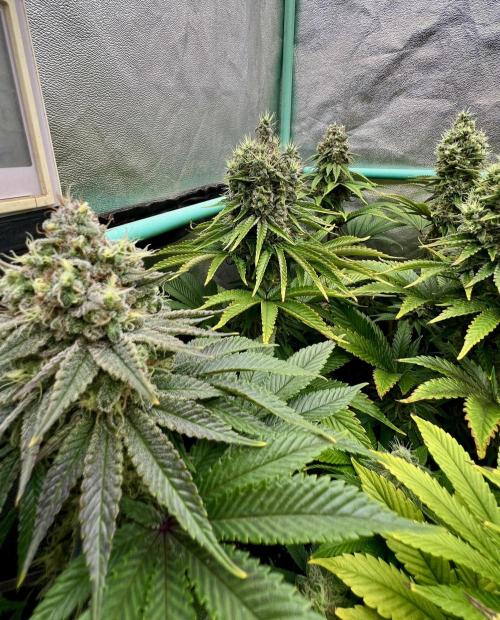 Apple Fritter. Week 10