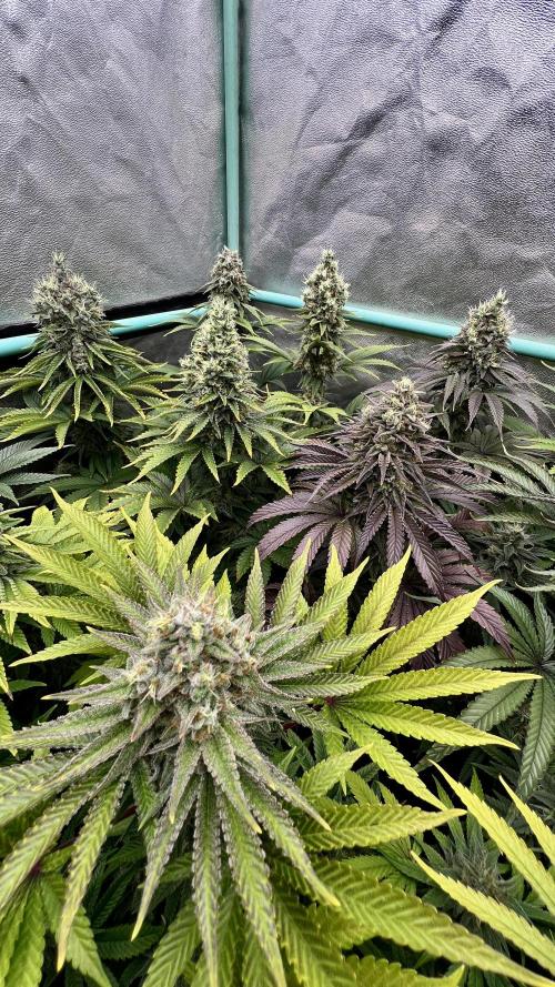 Apple Fritter. Week 10