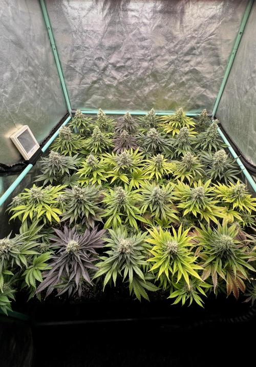 Apple Fritter. Week 10