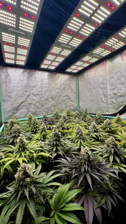 Apple Fritter. Week 10