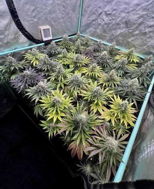 Apple Fritter. Week 10