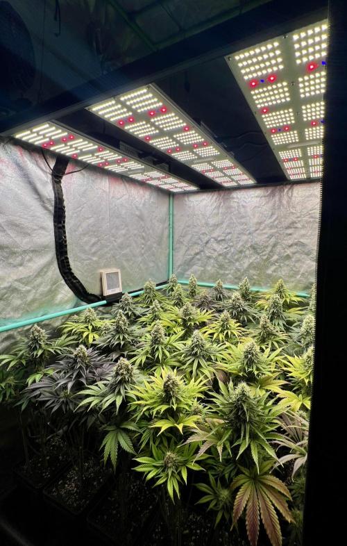 Apple Fritter. Week 10