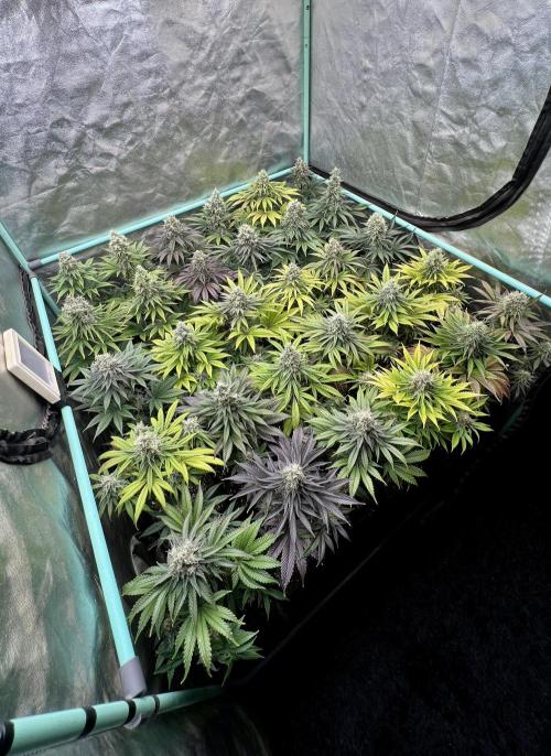 Apple Fritter. Week 10