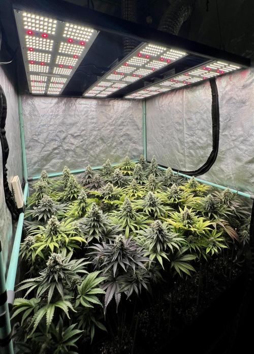 Apple Fritter. Week 10