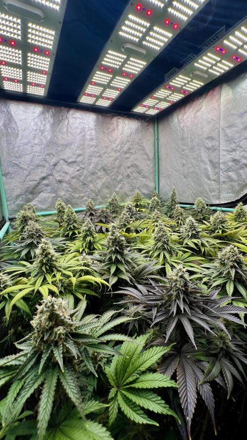 Apple Fritter. Week 10