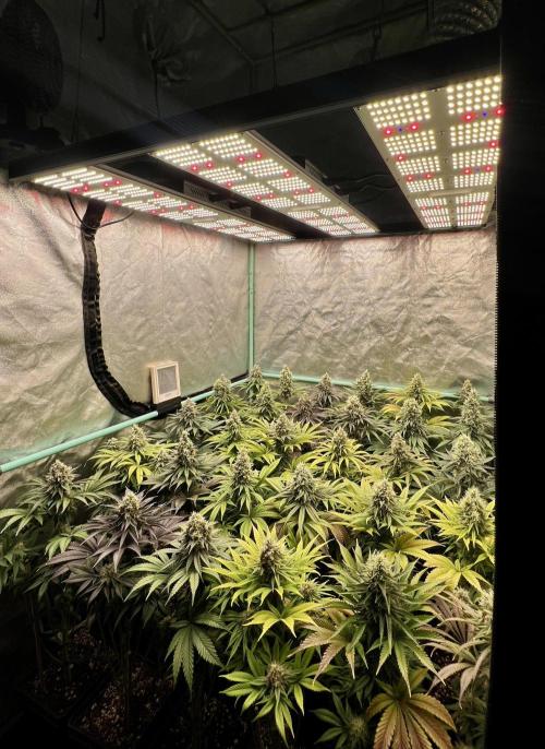 Apple Fritter. Week 10