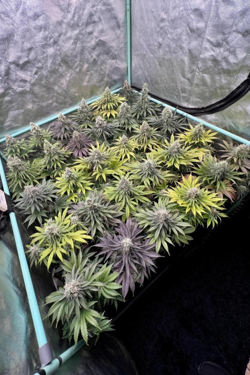 Apple Fritter. Week 10