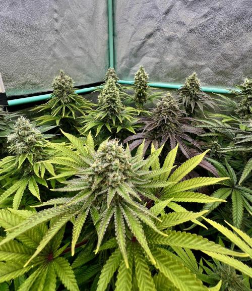 Apple Fritter. Week 10