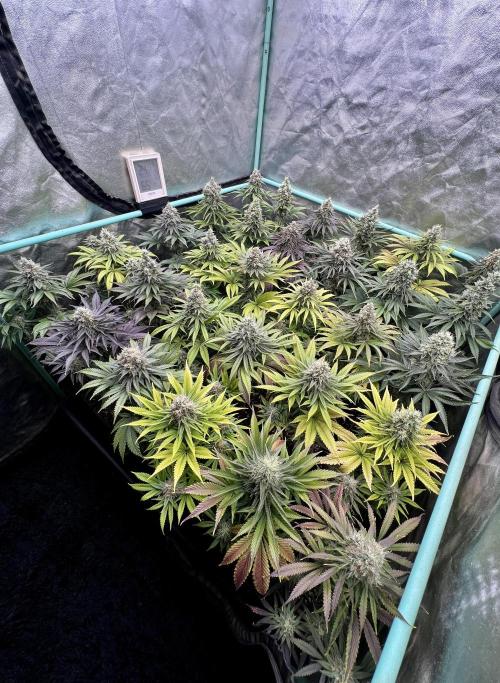 Apple Fritter. Week 10