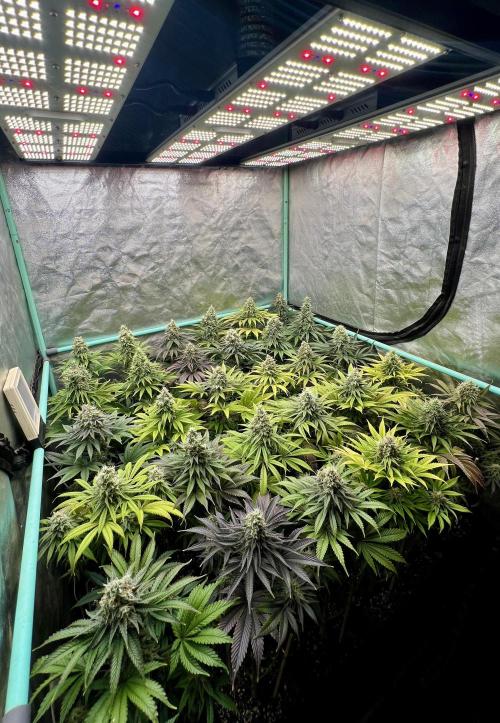 Apple Fritter. Week 10