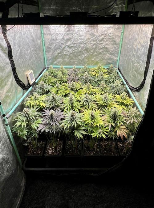 Apple Fritter. Week 10