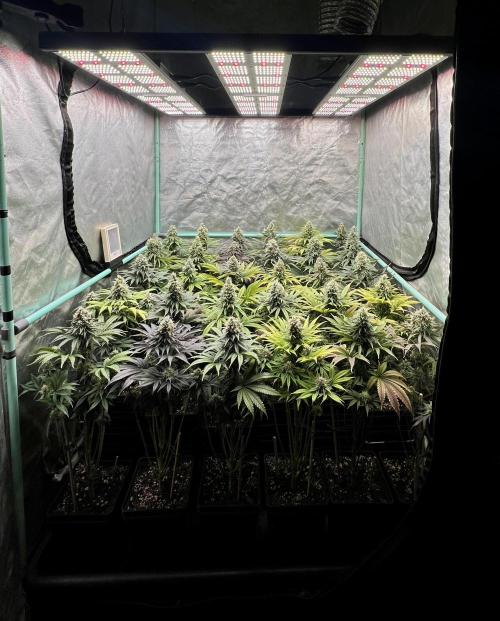 Apple Fritter. Week 10