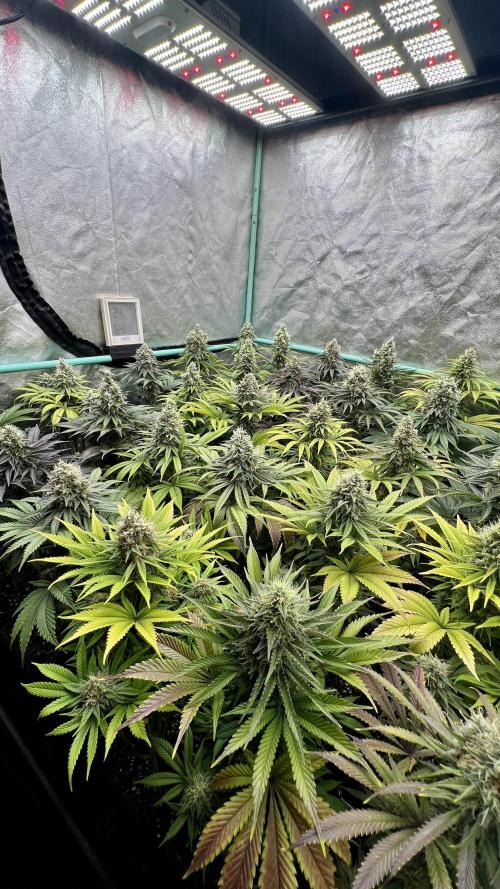 Apple Fritter. Week 10