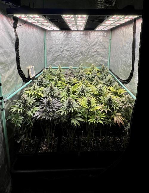 Apple Fritter. Week 10