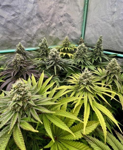 Apple Fritter. Week 10