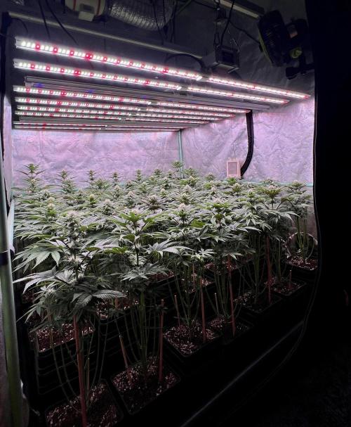 Gorilla Runtz. Week 6