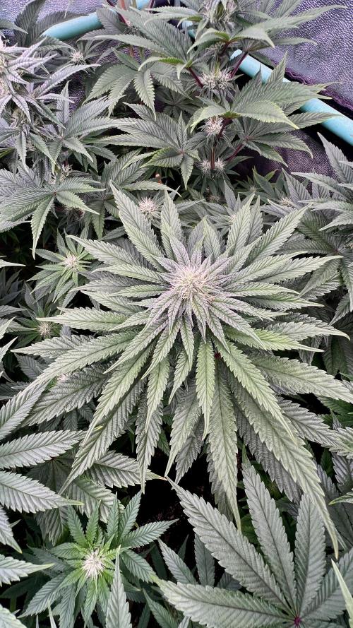 Gorilla Runtz. Week 6