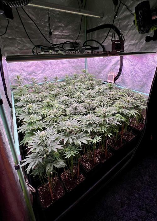 Gorilla Runtz. Week 6