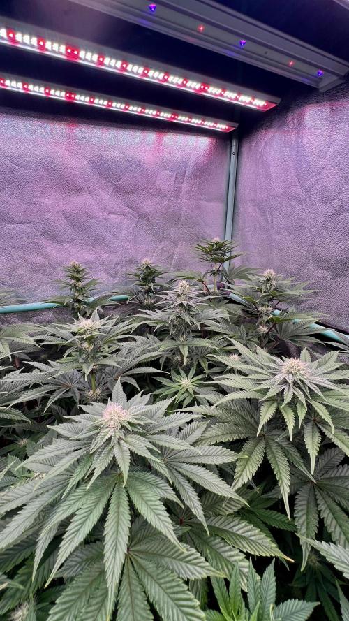 Gorilla Runtz. Week 6